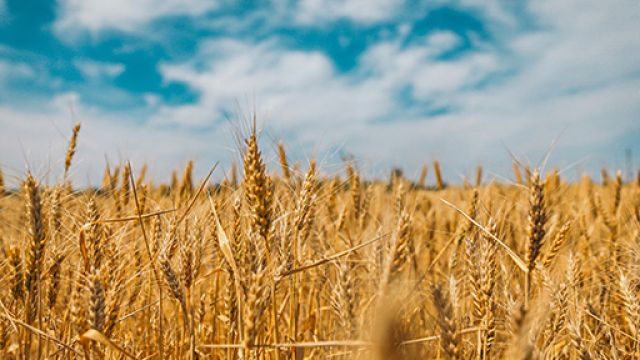 campo di grano