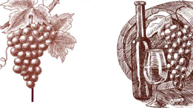 Illustrazione sketch con uva e bottiglia di vino