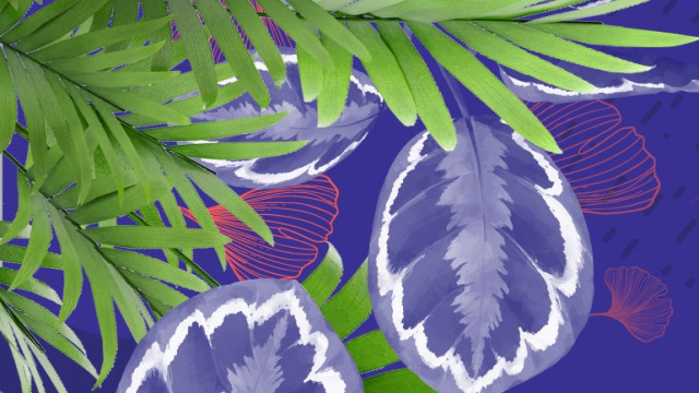 In grafica una foglia di palma su sfondo azzurro
