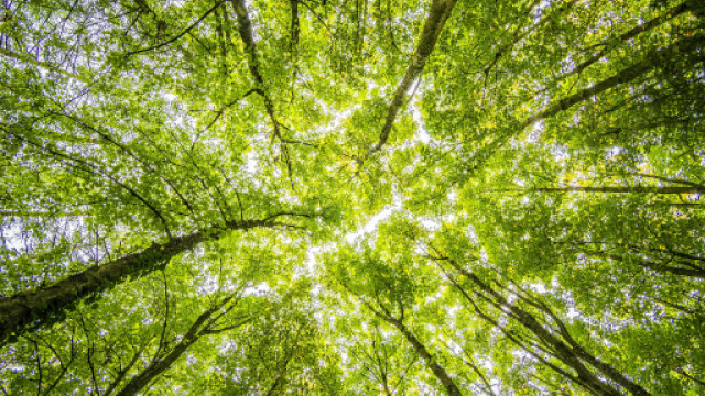 Fronde di alcuni alberi illuminate da raggi di sole, fotografate dal basso