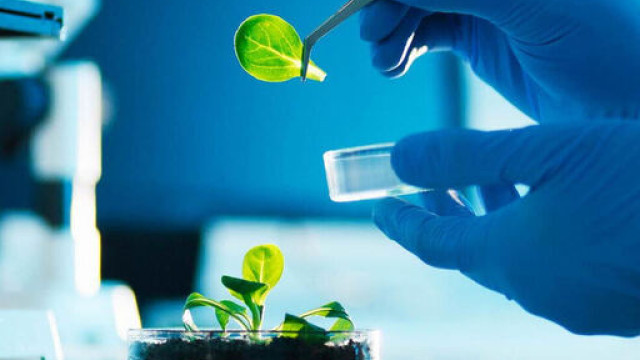 Due mani con guanti in lattice azzurri che raccolgono attraverso una pinzetta una foglia di insalata da una provetta in cui era piantata nelle terra all'interno di un laboratorio
