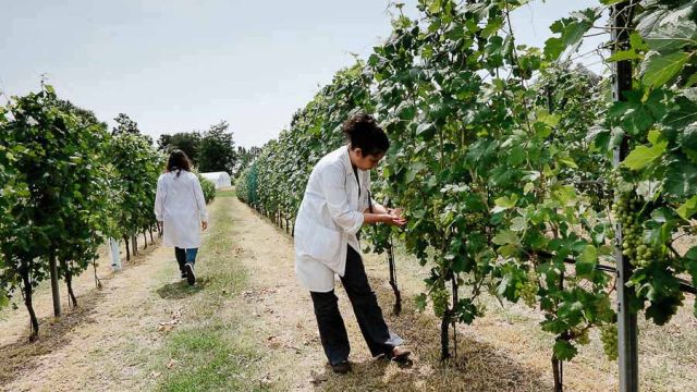Polo universitario di Grugliasco - Scuola di Agraria e Medicina Veterinaria