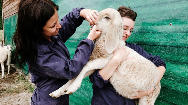 Veterinarie effettuano una visita su un ovino