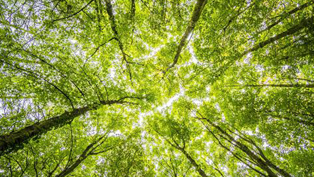 immagine decorativa, vista dal basso di una foresta