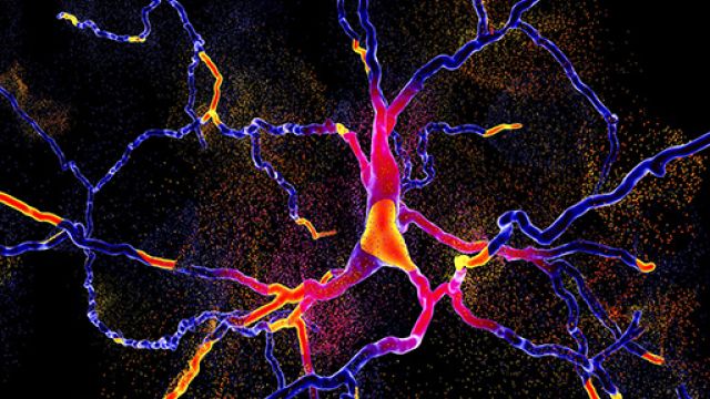 Nervous System