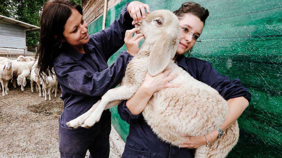 Polo universitario di Grugliasco - Scuola di Agraria e Medicina Veterinaria (Centro Interdipartimentale Servizio Ricovero Animali)