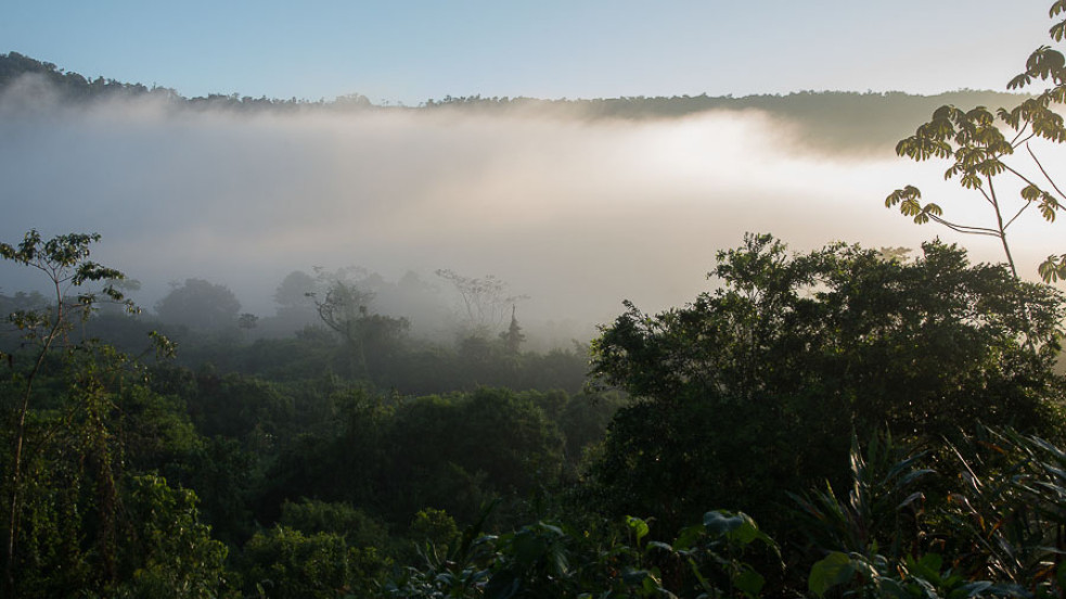 Guatemala - Playta Copón, foresta