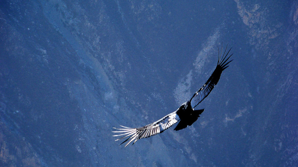 Perù - Cruz del Condor