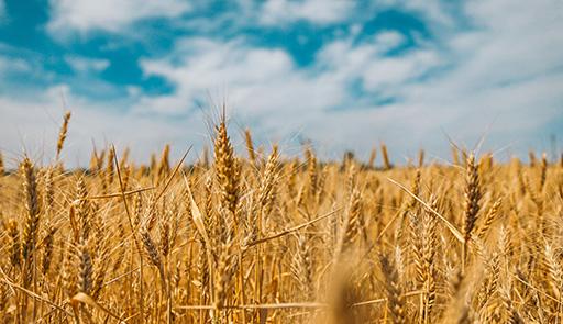 campo di grano