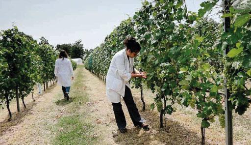 due studenti che fanno ricerca in un vigneto