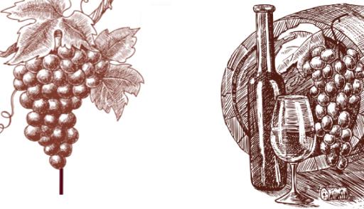Illustrazione sketch con uva e bottiglia di vino