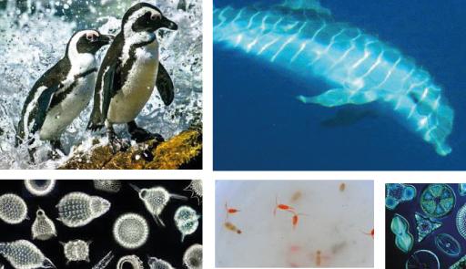 Collage con pinguini, delfini e cellule