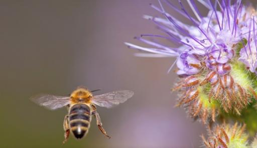 Fotografia di un'ape che sta per posarsi su un fiore colorato
