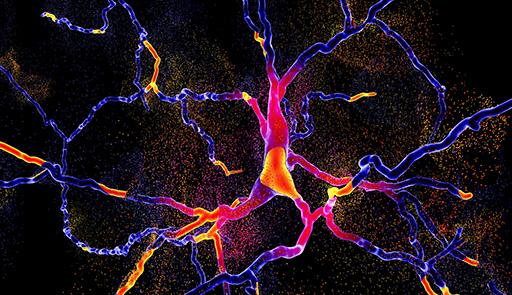 Nervous System