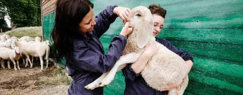 Due studentesse del corso di veterinaria alle prese con una pecorella