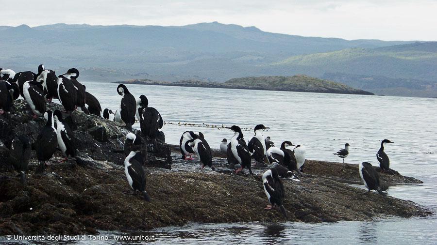 Argentina Terra Del Fuoco Pinguini Nel Canale Di Beagle Universita Di Torino