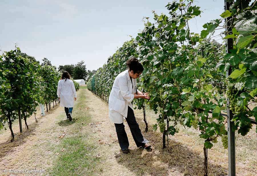 Polo universitario di Grugliasco - Scuola di Agraria e Medicina Veterinaria