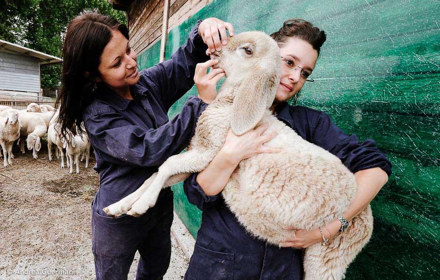 Polo universitario di Grugliasco - Scuola di Agraria e Medicina Veterinaria (Centro Interdipartimentale Servizio Ricovero Animali)