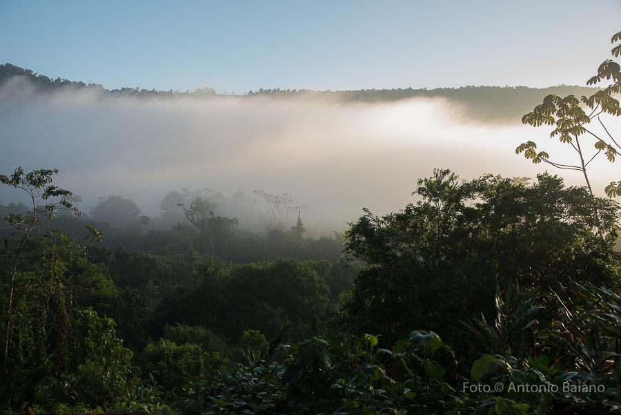 Guatemala - Playta Copón, foresta