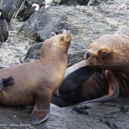 Argentina - Terra del Fuoco: foche nel Canale di Beagle