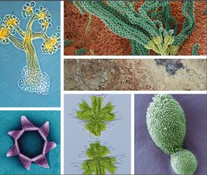 Mostra - Microrganismi straordinari Microrganismi straordinari