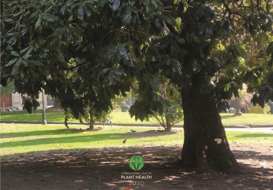 La salute degli alberi in città Prato con alberi dal fogliame verde scuro