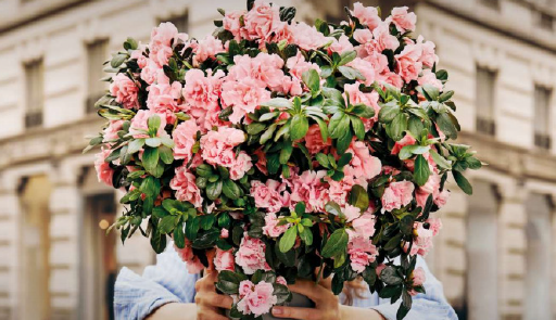 azalea