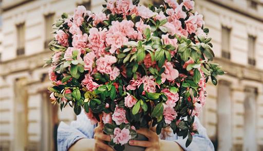 L'azalea della ricerca Fotografia di un'azalea
