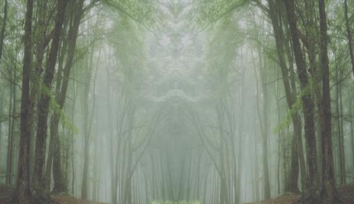 foresta foresta