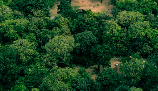 immagine decorativa con vista dall'alto di un bosco