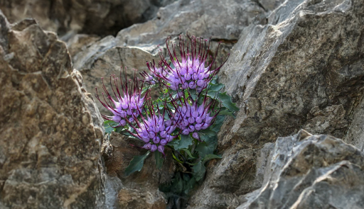 immagine decorativa con fotografia fiori e rocce.