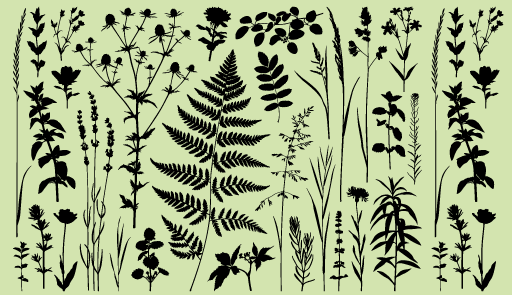 herbarium