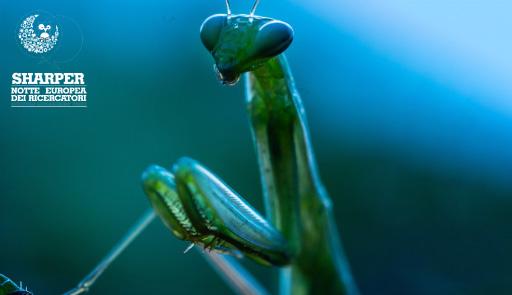 Foto di una mantide religiosa