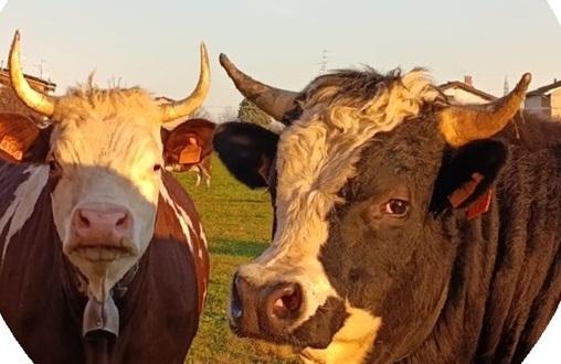 Eccellenze lattiero-casearie locali: Best practices e il caso biellese Mucche