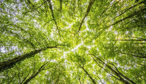 Fronde di alcuni alberi illuminate da raggi di sole, fotografate dal basso