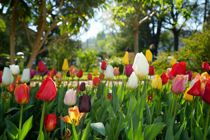 orto botanico