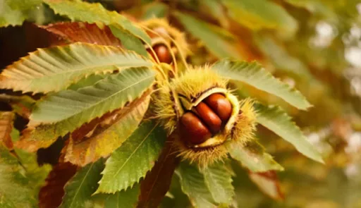 foglie e castagne