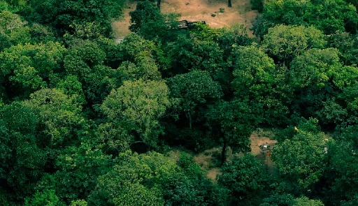 immagine decorativa con vista dall'alto di un bosco