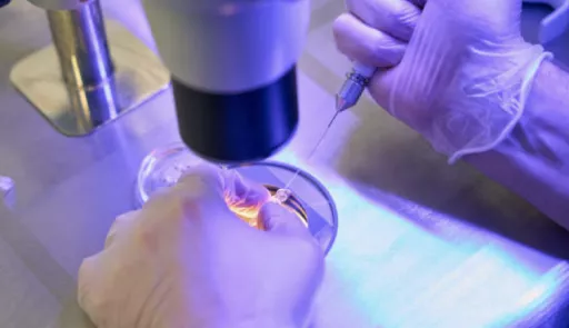 Immagini di laboratorio