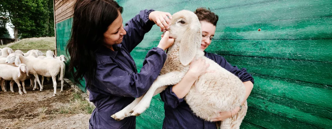 Veterinarie effettuano una visita su un ovino
