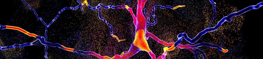 Nervous System Photo by Istock Gettyimages/Dr Microbe