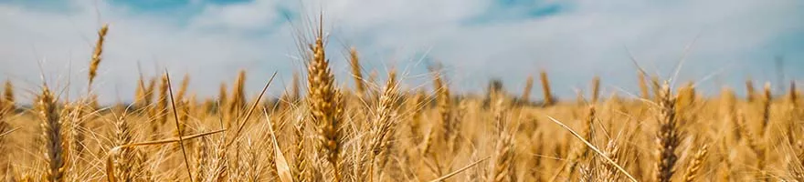Foto settore agroalimentare Foto di unsplash / Polina Rytova